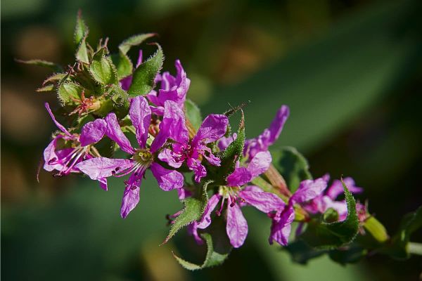 Lythrum salicaria