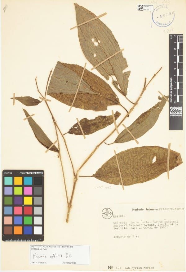 Miconia affinis
