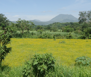 Use of herbarium data to evaluate weediness in five congeners