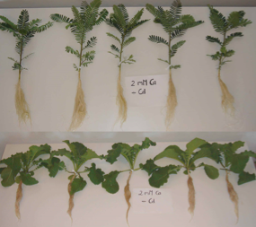 Influence of low calcium availability on cadmium uptake and translocation in a fast-growing shrub and a metal-accumulating herb