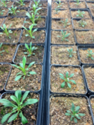 Epigenetics of drought-induced trans-generational plasticity; consequences for range limit development