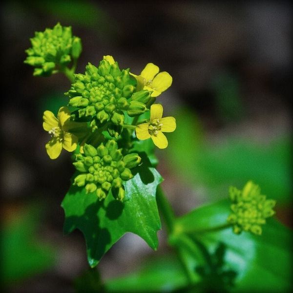Barbarea vulgaris