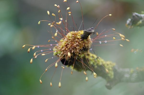Funaria