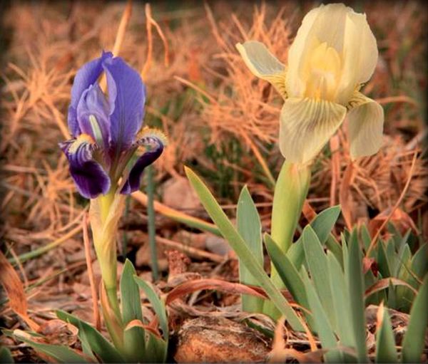Iris lutescens