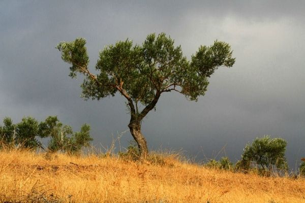 Olea europaea sativa