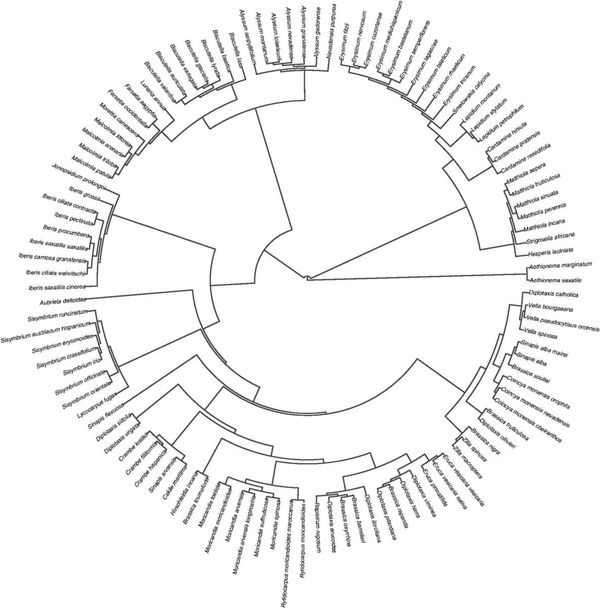 Phylogenetic relationships of the Brassicaceae taxa included in this study.