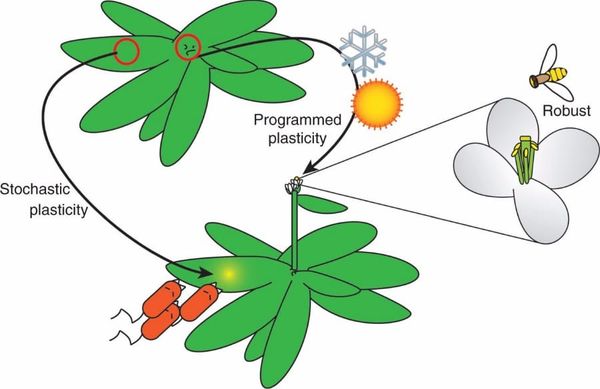 Changing environments induce phenotype-specific responses. Phenotypic responses to changing environments range from plastic t
