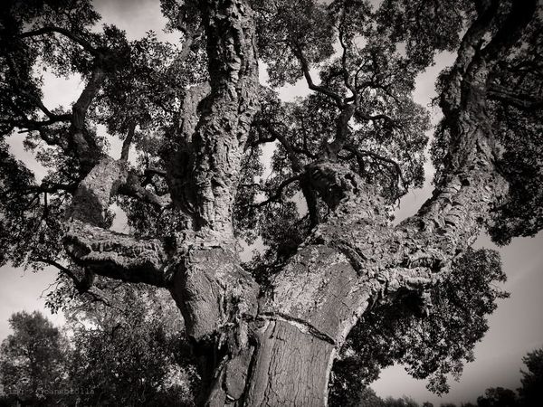 Quercus suber
