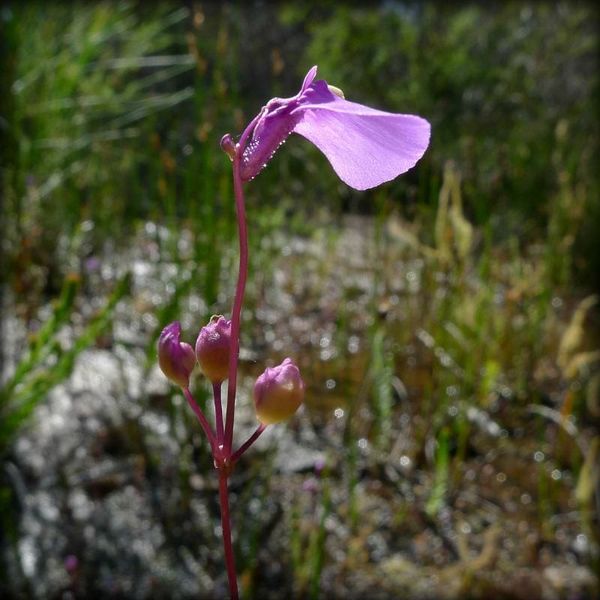 Utricularia dichotoma