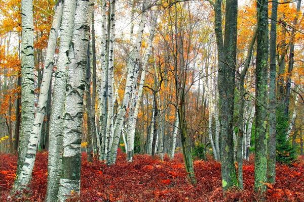 White birches (Betula papyrifera) and scattered other trees.