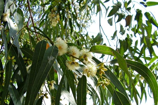 Eucalyptus globulus