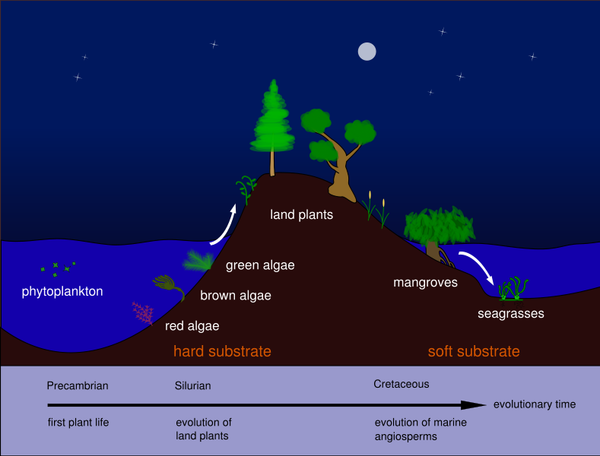 Evolution of seagrasses