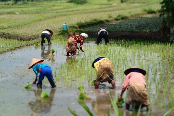 Rice paddy, Lombok, Indonesia.