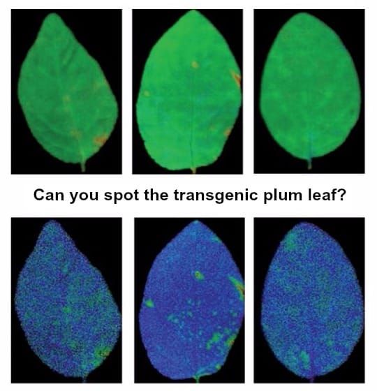 Chlorophyll fluorescence parameters in leaves of non-transformed (WT) and transgenic (lines C3-1 and J8-1) plum plants under
