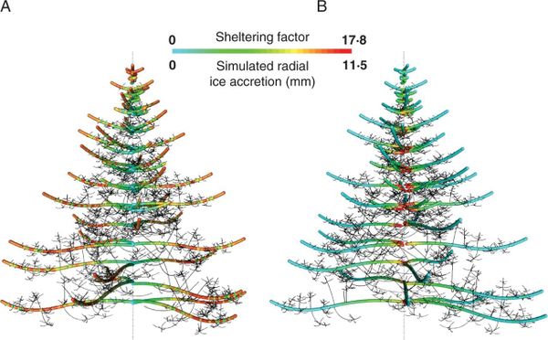 Simulated tree from a functional–structural modelling suite.