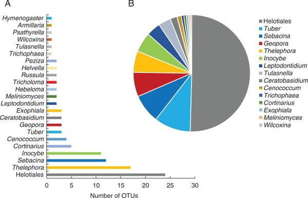 Putative mycorrhizal fungi detected in three species of the genus Epipactis.