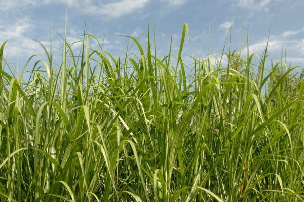 Miscanthus