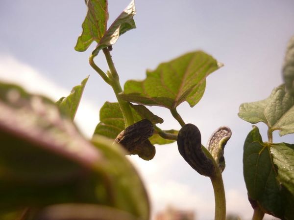 Phaseolus vulgaris