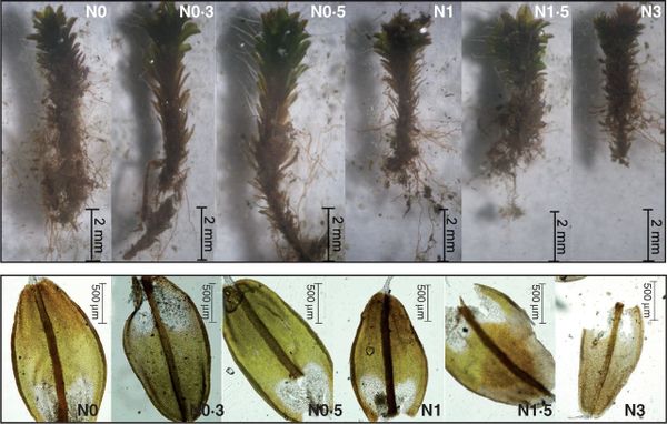 Representative shoots (upper images) and leaves (lower images) of Syntrichia caninervis from the N addition treatments illust