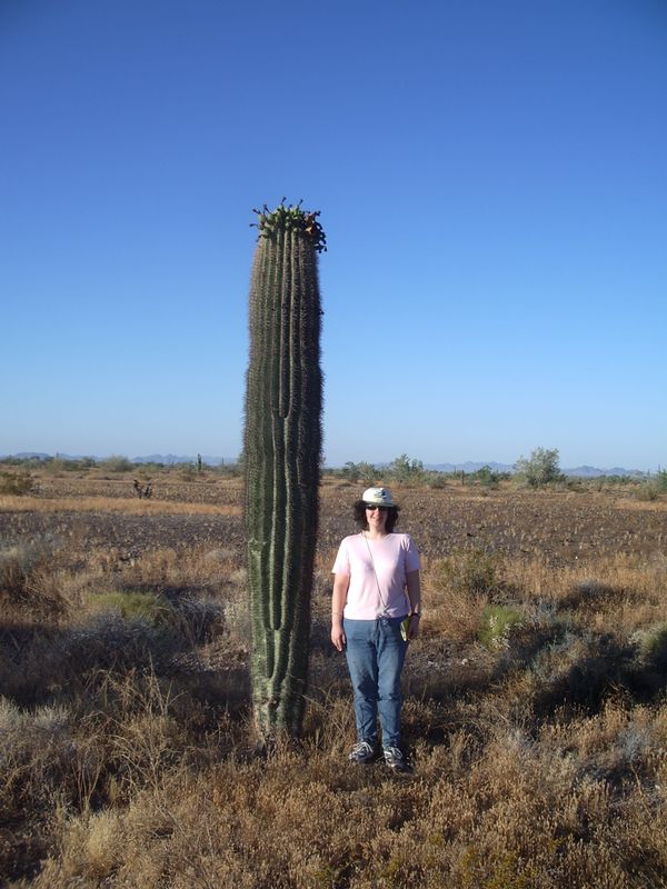 Saguaro cactus