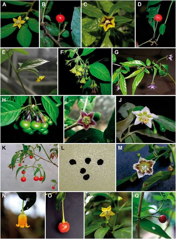 Flowers and fruits of the Andean peppers.