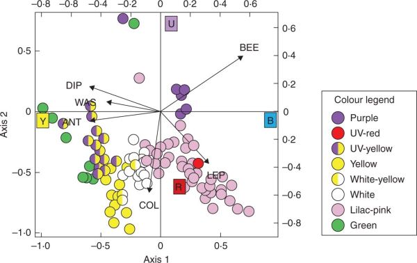 CCA biplot of pollinator groups and bands of the colour spectrum (coloured squares) corresponding to UV, blue, yellow and red