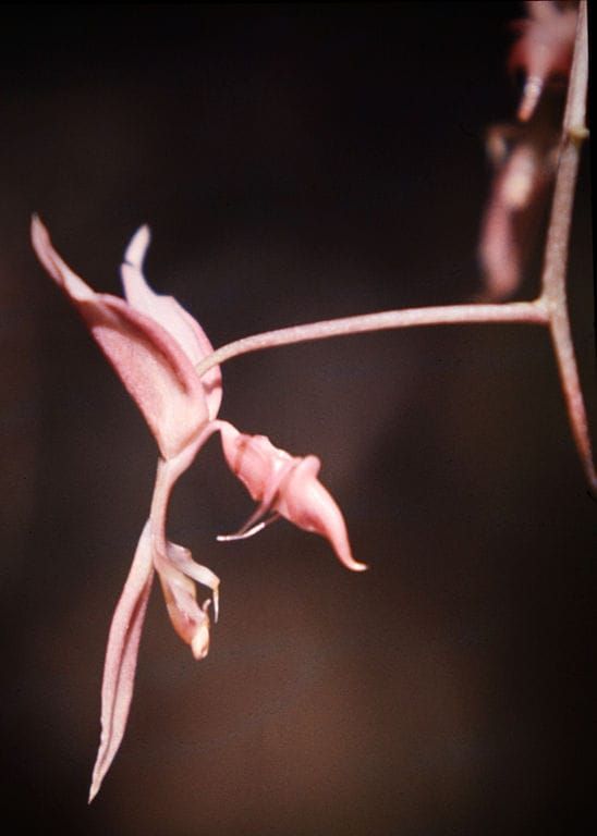 Gongora quinquenervis