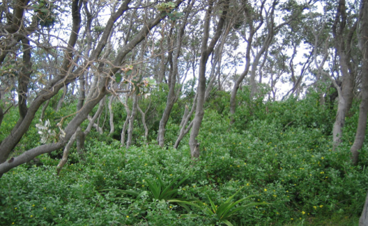Alien plant invasions and native plant extinctions: a six-threshold framework