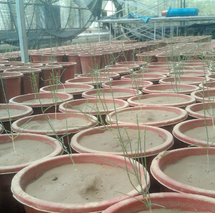Fixed allocation patterns, rather than plasticity, benefit recruitment and recovery from drought in seedlings of a desert shrub