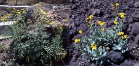 Genomic architecture of phenotypic divergence between two hybridizing plant species along an elevational gradient