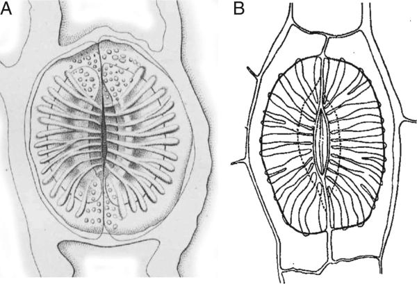 Drawings of Equisetum stomata.