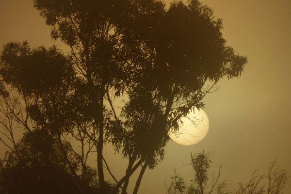 Eucalyptus globulus (Blue gum)