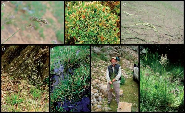 Morphological variation among species of Poa supersect. Homalopoa of the New World.