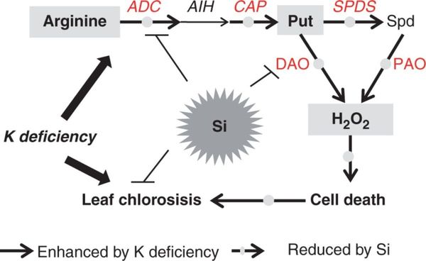 A model depicting how Si is involved in alleviating K deficiency by reducing the excessive accumulation of putrescine.