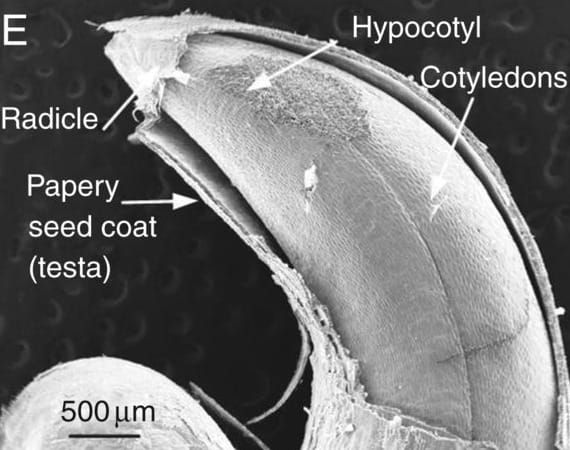 SEM of P. longifolia seed