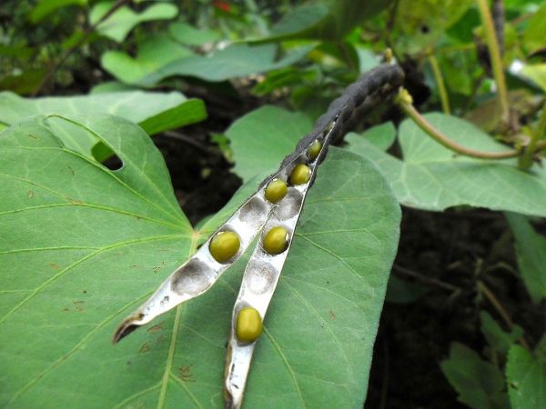Vigna radiata