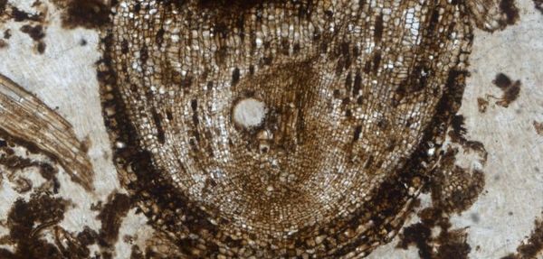meristem