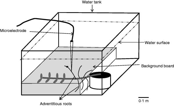 Schematic representation of the experimental set-up for profiling of the oxygen gradient towards an adventitious root surface