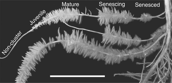 Representative image of normal and cluster roots in hydroponically cultivated Pi-deficient white lupin plants.