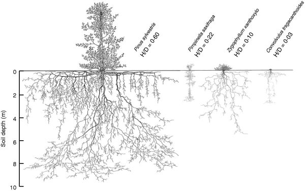 Drawings of the above- and below-ground extension of the species Pinus sylvestris, Pimpinella saxifrage, Zygophullum xanthoxy