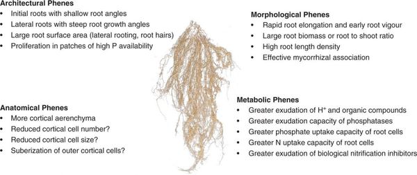 Diagram of root phenes