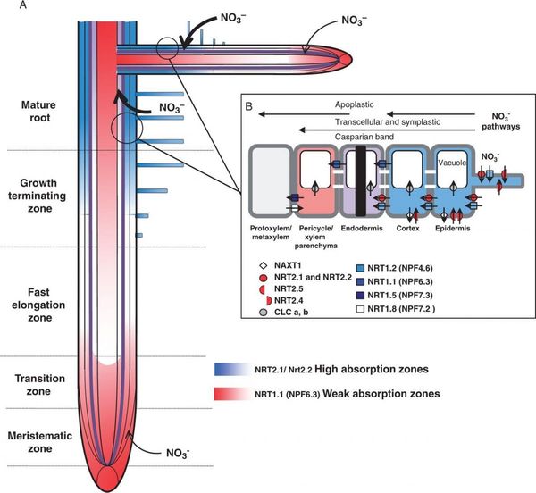 Location of the different root zones where nitrate is taken up by nitrate transporters of NRT family in Arabidopsis.