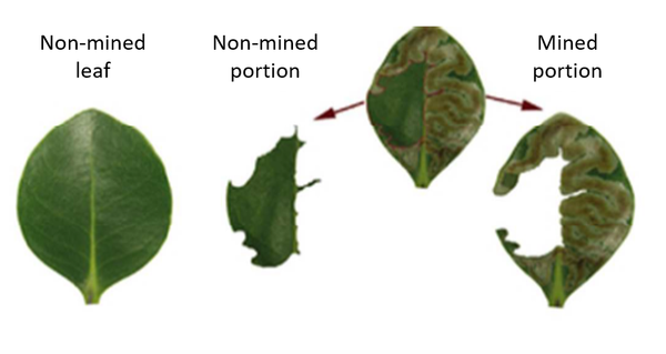 Scorched leaf
