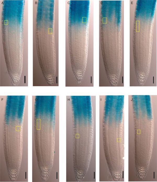 Mapping developmental zones at the root apex using the multiple structural change algorithm
