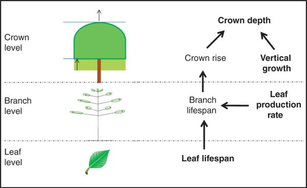 Determinants of crown depth at three organizational levels.