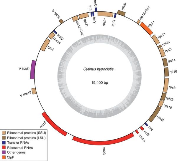 Chloroplast genome map of Cytinus hypocistis showing annotated genes.