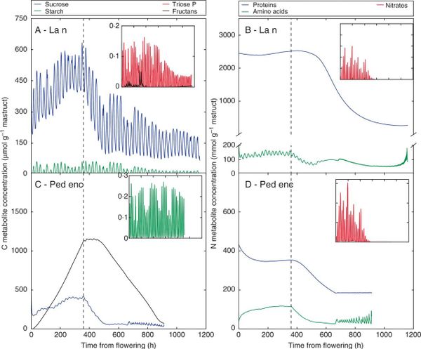 Detailed metabolite concentrations for C (left panels) and N (right panels) for two examples of photosynthetic organs