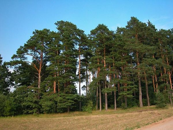 Pinus sylvestris