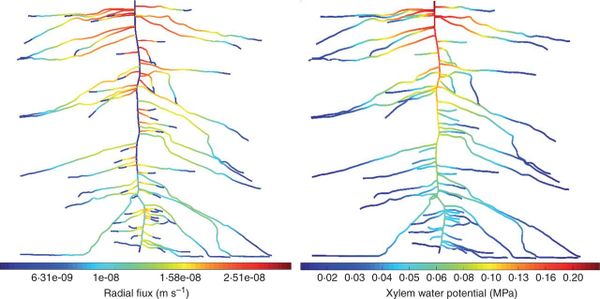 Radial fluxes (m s–1) (left) and (minus) absolute xylem water potential (MPa) (right) along a 3-week-old root system of lupin