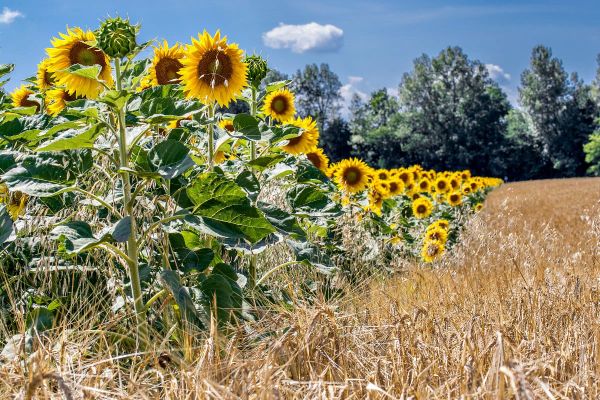 Sunflowers